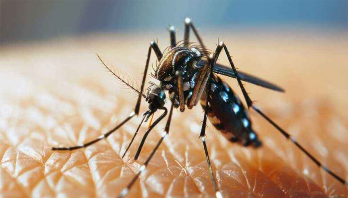 ডেঙ্গু জ্বরে আক্রান্ত হয়ে ৩ জনের মৃত্যু