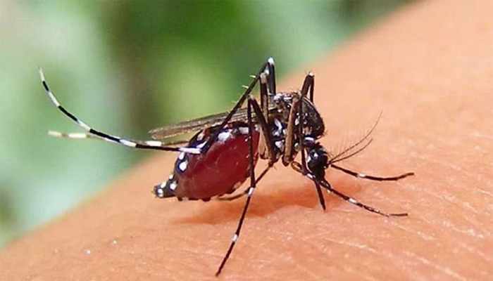 ২৪ ঘণ্টায় ডেঙ্গুতে আরও ৯ জনের মৃত্যু
