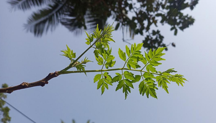 ফাগুনে গাছে গাছে জেগে উঠছে সবুজ পাতা